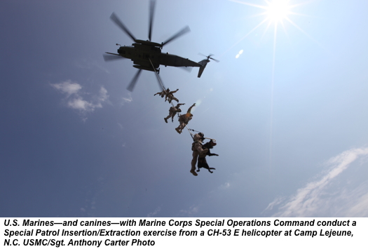 Multipurpose canines train like they fight - Vertical Mag