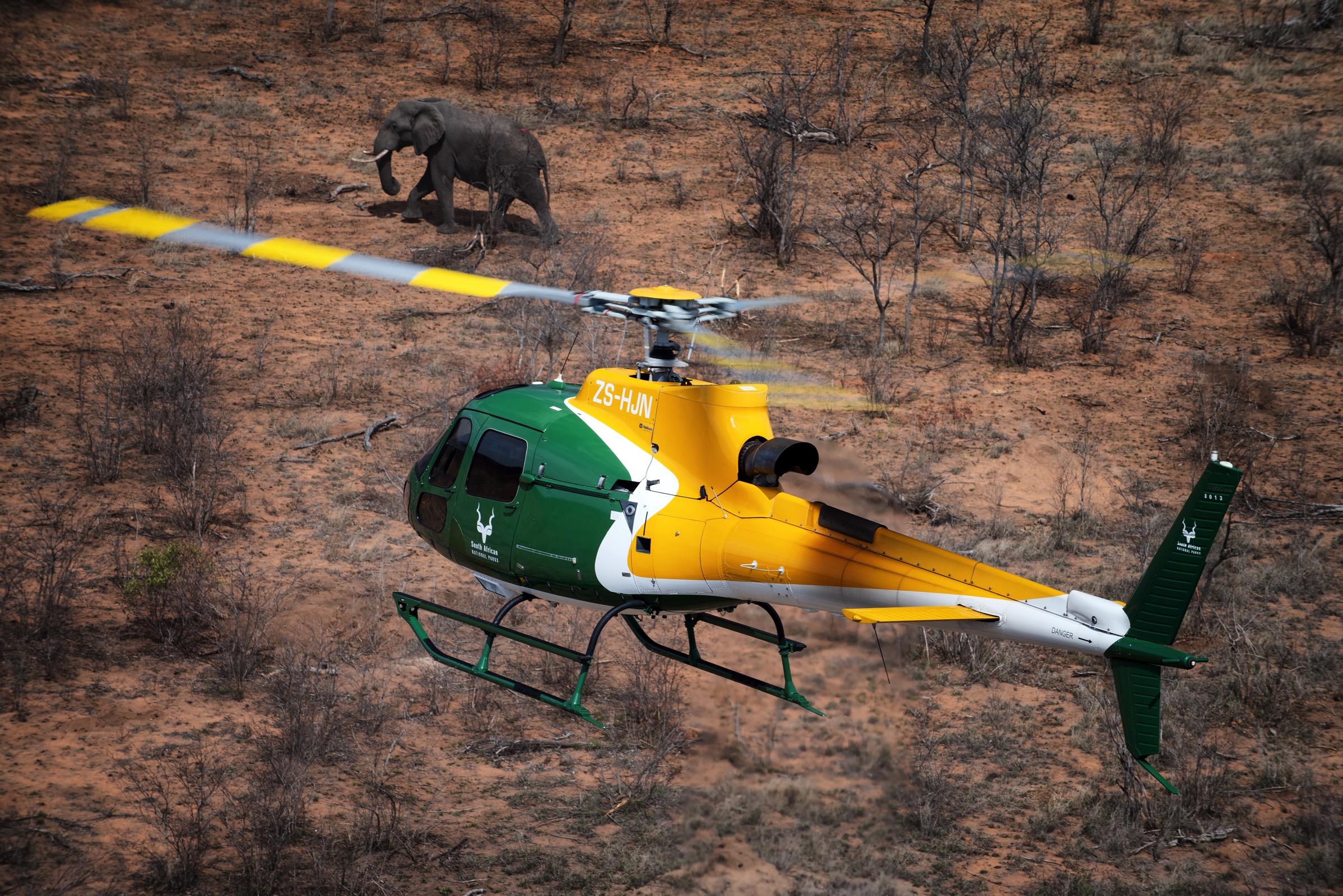 SANParks helicopter with elephant in Kruger National Park
