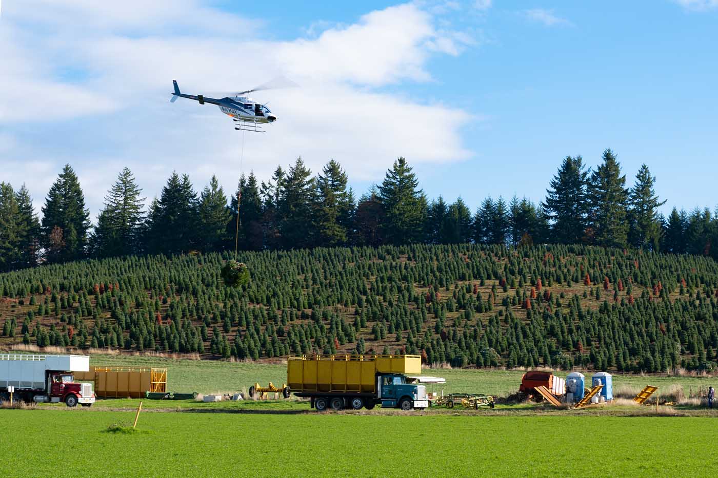 Harvesting Christmas trees by helicopter - Vertical Mag