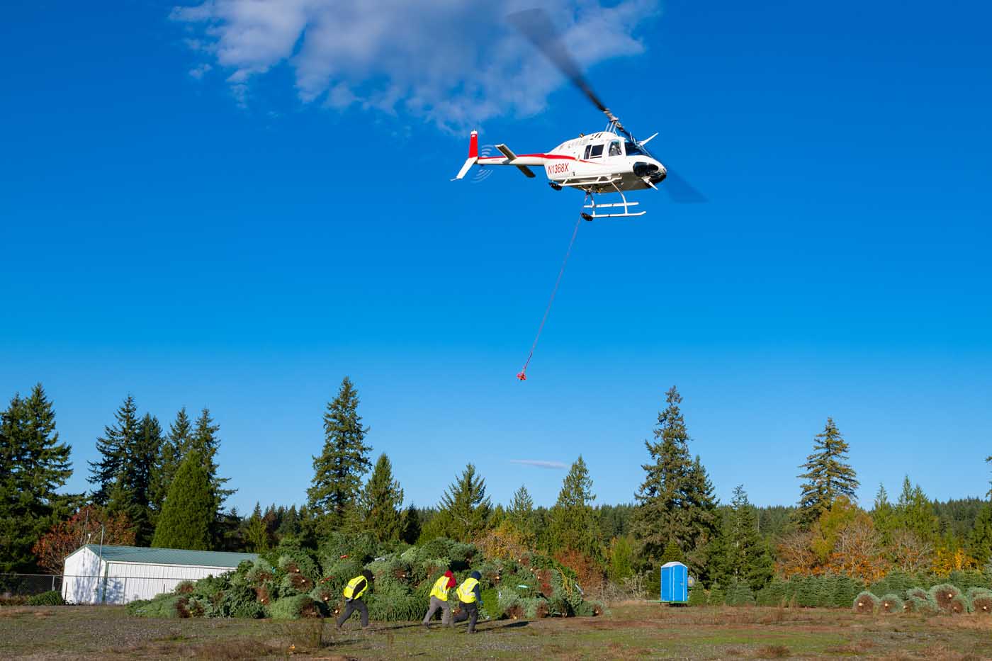 Harvesting Christmas trees by helicopter