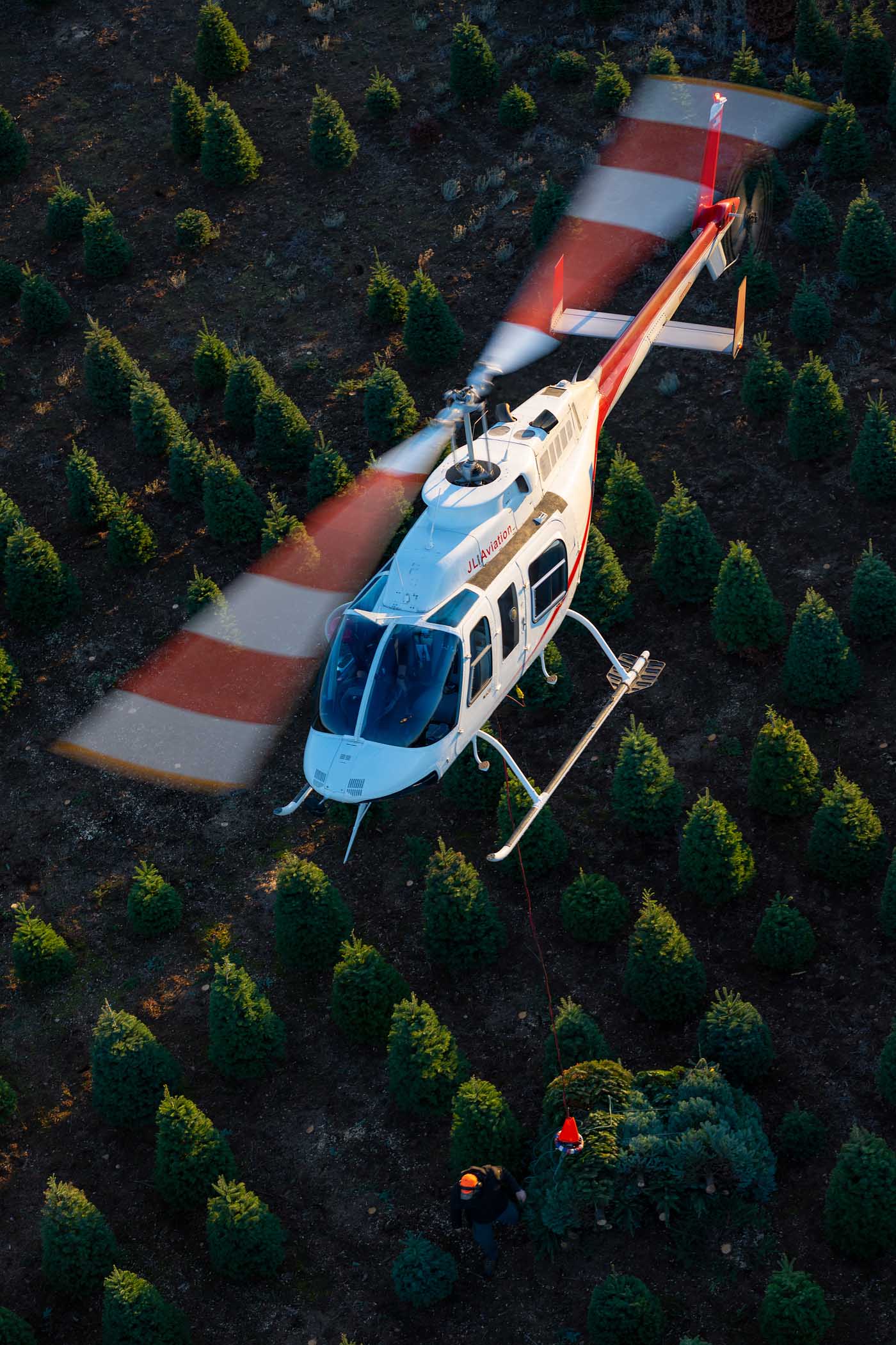 Harvesting Christmas trees by helicopter